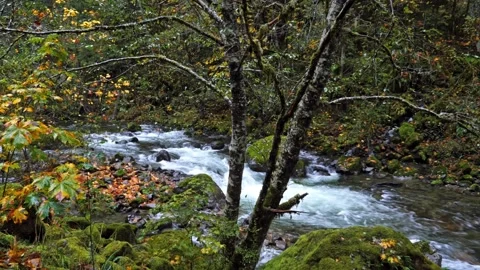 Lush Forest Stream Flowing Through Mount Rainier National Park in Autumn Stock Footage 332142743