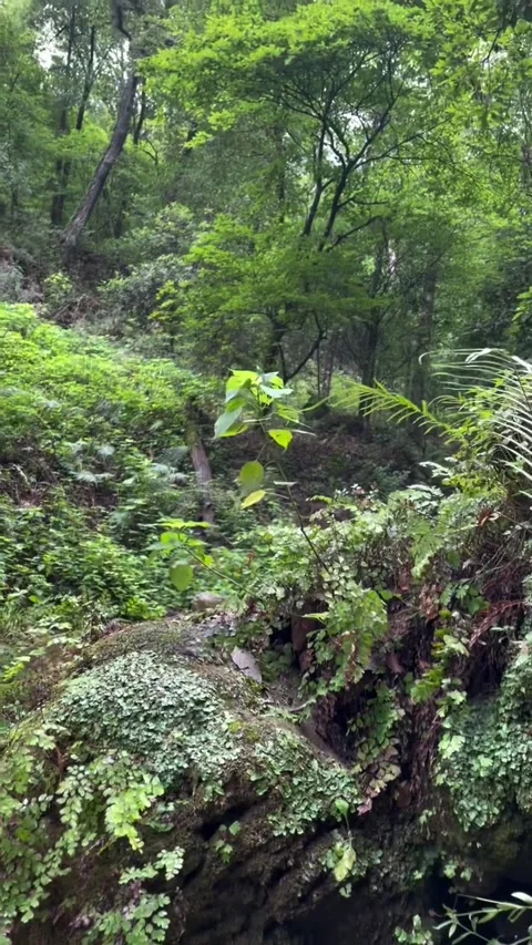 Lush Forest Stream Flowing Through Mossy Rocks 库存影片 341318570