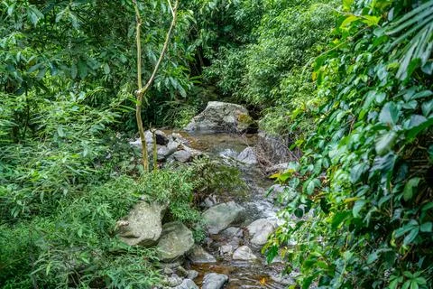 Lush Forest Stream Flowing Through Rocks Stock Photos