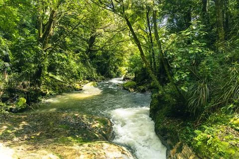 Lush Forest Stream Flowing Through Mossy Rocks 스톡 사진