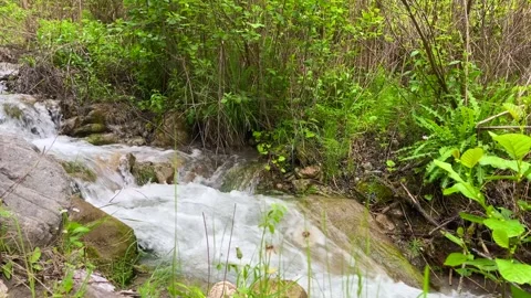 Lush forest stream with flowing water and vibrant green foliage Stock Footage 310247413