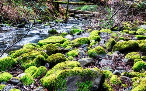 Lush forest stream with moss covered rocks and fallen logs in Pacific North.. Stock Photos