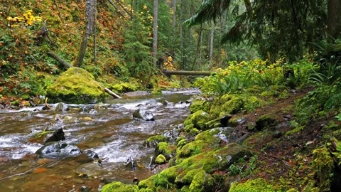 Lush Forest Stream in Mount Rainier National Park Stock Footage 332142971