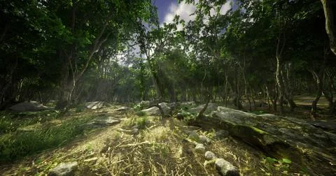 Lush forest with sunlight filtering through trees during midday Stock Illustration