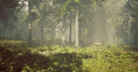 Lush forest with sunlight filtering through dense tree canopy in morning mist Stock Illustration