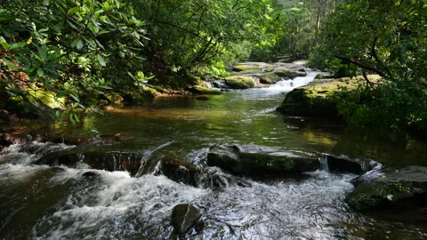 Lush forest surrounding a clear mountain stream Stock Footage 336752423