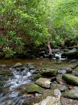 Lush forest surrounding a clear mountain stream Фото