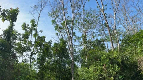 Lush forest with tall trees under blue sky Stock Footage 325763016