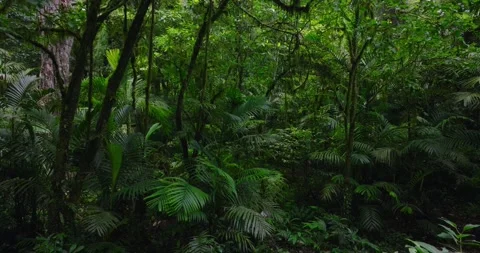 Lush forest teeming with terrestrial plants, trees, and green groundcover Stock Footage 266474026