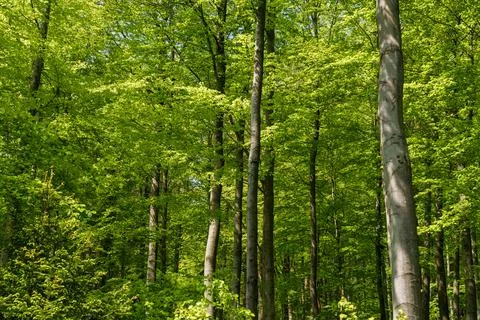 Lush forest teeming with terrestrial plants, trees, and grass Stock Photos