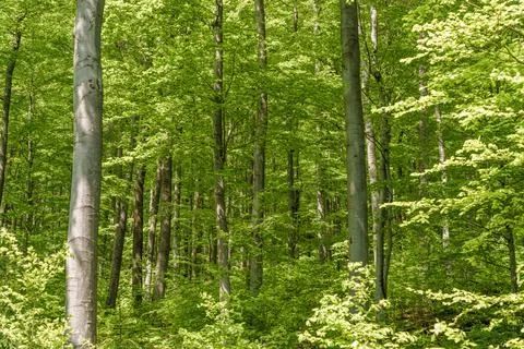 Lush forest teeming with terrestrial plants, trees, and grass Stock Photos