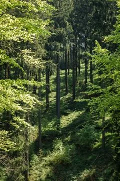 Lush forest teeming with terrestrial plants, trees, and grass Foto stock
