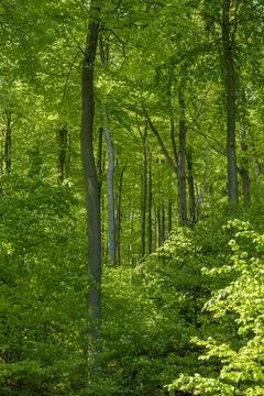 Lush forest teeming with terrestrial plants, trees, and grass Foto stock