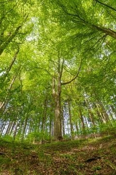 Lush forest teeming with terrestrial plants, trees, and grass Stock Photos