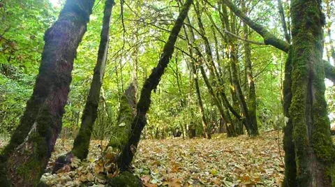 Lush Forest Tilt Down Stock Footage 12144765