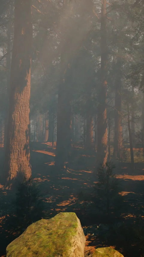 A lush forest with towering trees and scattered rocks Stock Footage 275016492