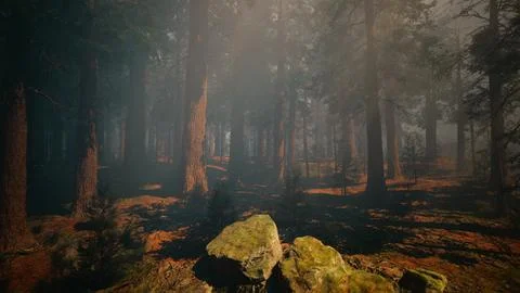 A lush forest with towering trees and scattered rocks Stock Illustration