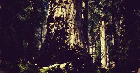 Lush forest with towering trees and intricate shadows in natural light Stock Illustration