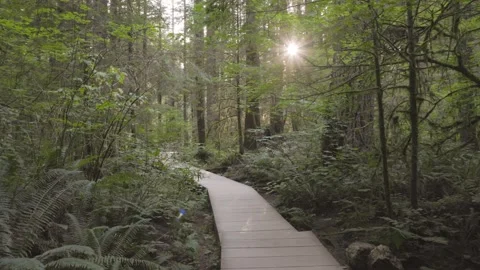 Lush forest trail with sunlight coming through trees, walking path, ecosystem 4K Stock Footage 247646079