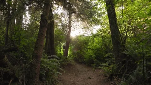 Lush forest trail with sunlight coming through trees, walking path, ecosystem 4K Stock Footage 258808130