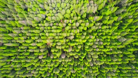 Lush Forest Trees and Green Canopy 4K Aerial Video stock 320826631