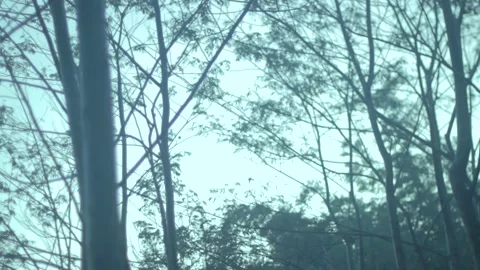 Lush forest trees Stock Footage 234473297