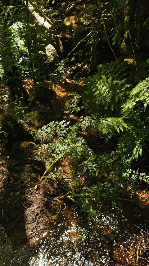 Lush Forest Underbrush with Stream Stock Footage 279503463