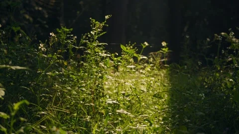 Lush forest undergrowth with wild grasses and small white wildflowers illum.. Stock Footage 345636006