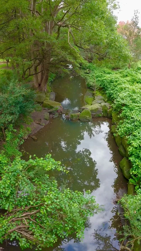 Lush Forest View above Stream – Australia Stock Footage 310943988