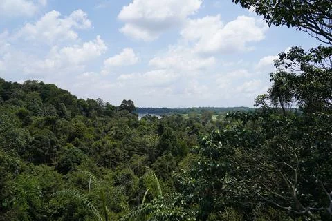 Lush Forest View Under a Cloudy Sky Landscape Stock Photos