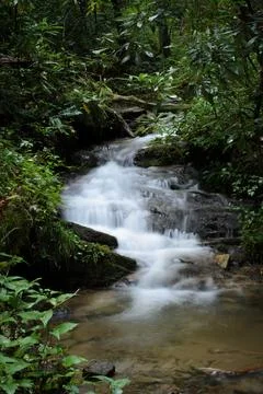 Lush Forest Waterfall Stock Photos