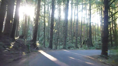 Lush Forest Windy Road Drive Stock Footage 34260581