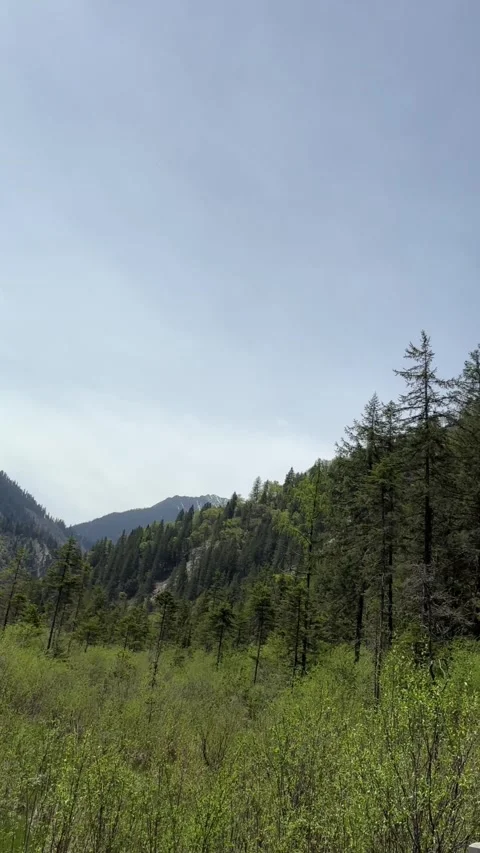 Lush Forested Mountains and Bright Green Undergrowth in Jiuzhaigou Valley, 스톡 동영상 336878935