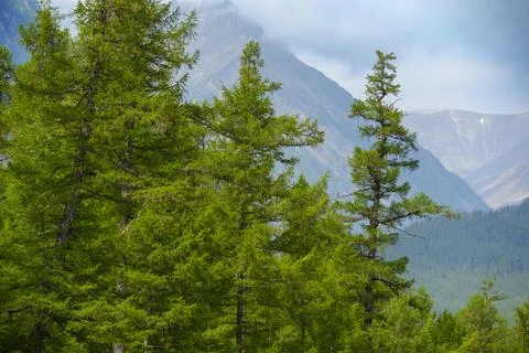Lush forested mountains under a cloudy sky Stock Photos