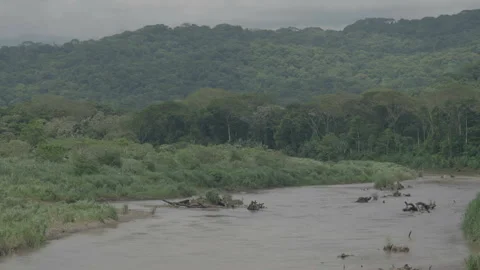 Lush forests and winding river Costa Rica Stock Footage 342934679