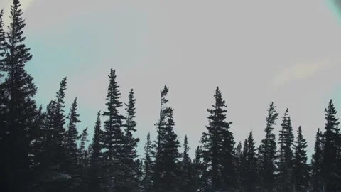 Lush forrest in winter storm Stock Footage 158770541