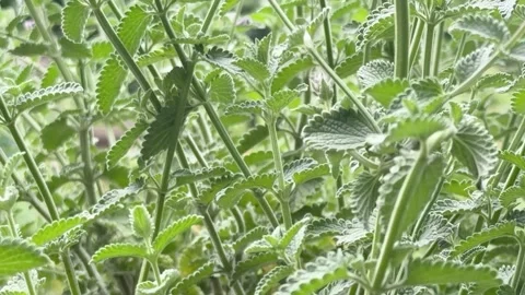 Lush fresh peppermint stems in garden close-up Stock Footage 336304234