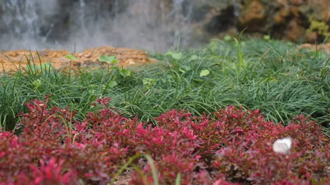 Lush garden featuring vibrant red and green foliage in natural outdoor Stock Footage 280127113