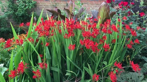 Lush garden Видео 173682733