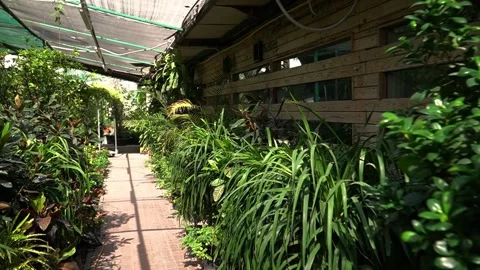 Lush Garden Pathway Stock Footage 317472702