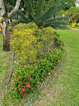 Lush garden with tropical plants Foto stock