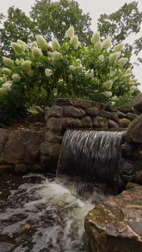 Lush garden waterfall with white hydrangea blooms over stone wall and flowing Stock Footage 345454006