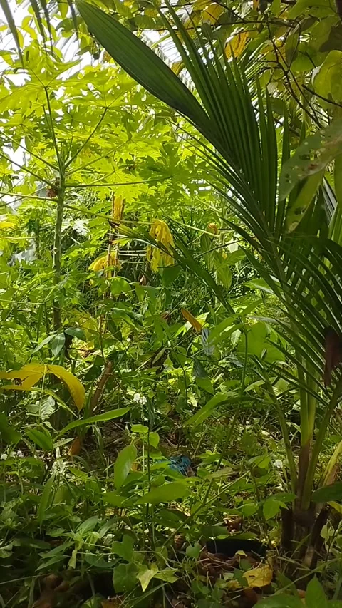 Lush gardens Stock Footage 220584473