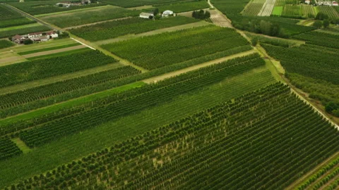 Lush geometric rows of fruit trees form a vast agricultural plantation. Stock Footage 339075619