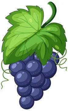 Lush Grape Cluster with Green Leaf Stock Illustration