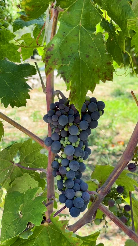 Lush Grape Cluster Ripening on the Vine in a Sunny Vineyard.Organic Grapes Video stock 316056880
