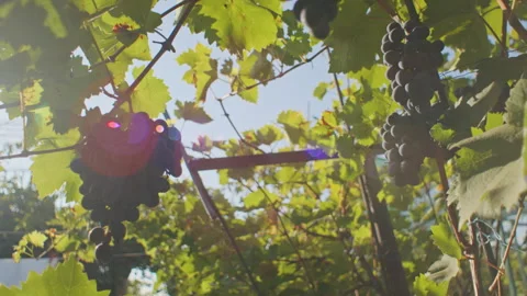 Lush grapevines with clusters of dark grapes. Viticulture and winemaking concept Stock Footage 264745029