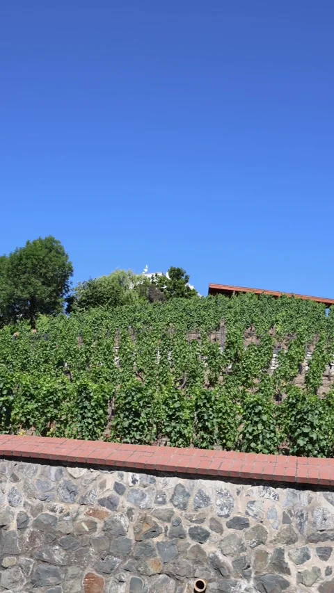 Lush grapevines growing behind stone wall under clear blue summer sky Vídeos de archivo 344789455