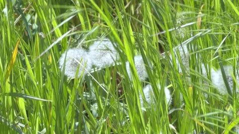 Lush grass and bloomed dandelions swaying in the wind, a vivid summer natur.. 库存影片 334655716