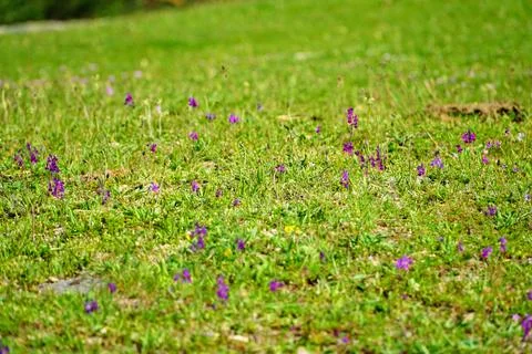Lush grass field with tiny purple flowers in Puerto de Cotos, Segovia Stock Photos
